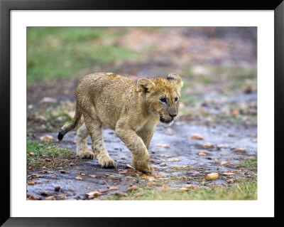 Lion Cub Walking In The Bush, Maasai Mara, Kenya by Joe Restuccia Iii Pricing Limited Edition Print image
