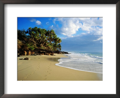 Cabbage Trees And Beach, Rainbow Beach, Queensland, Australia by Holger Leue Pricing Limited Edition Print image