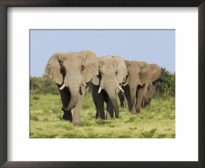 African Elephant, Bulls Walking In Line, Etosha National Park, Namibia by Tony Heald Pricing Limited Edition Print image