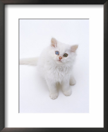 Domestic Cat, Odd-Eyed White Persian-Cross Kitten Looking Up by Jane Burton Pricing Limited Edition Print image