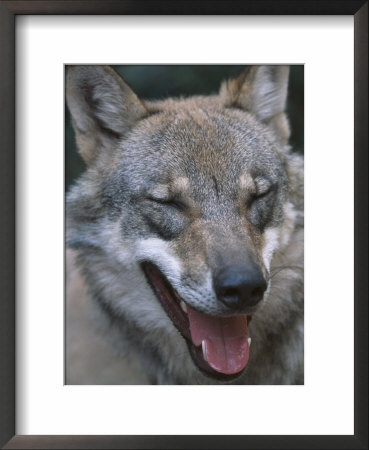 Grey Wolf Portrait, Czech Republic by Niall Benvie Pricing Limited Edition Print image