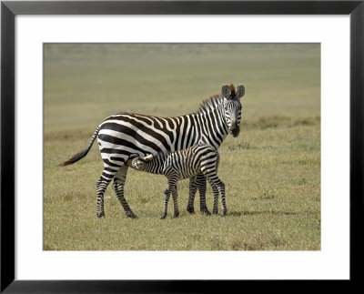 Grant's Zebra Nursing, Ngorongoro Crater, Tanzania by James Hager Pricing Limited Edition Print image