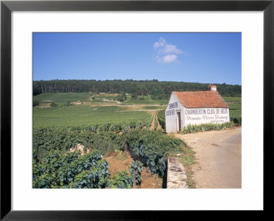 Vineyards On Route Des Grands Crus, Nuits St. Georges, Dijon, Burgundy, France by Geoff Renner Pricing Limited Edition Print image