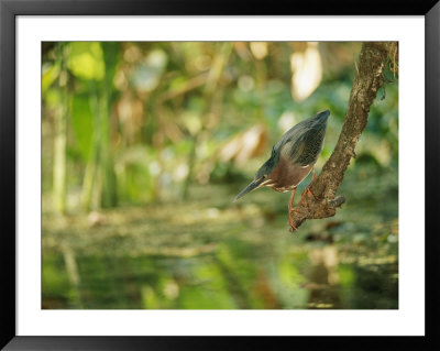 A Green Heron Perched On A Branch by Roy Toft Pricing Limited Edition Print image