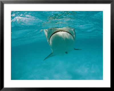 A Tiger Shark Swims In The Ocean by Bill Curtsinger Pricing Limited Edition Print image