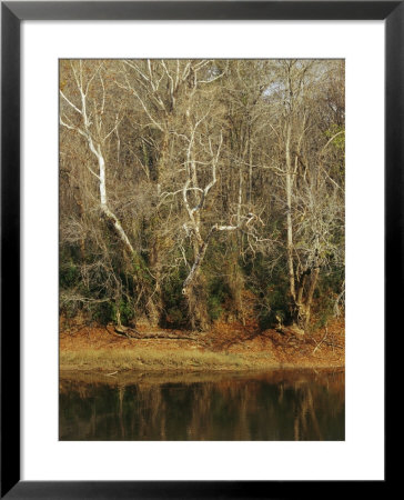 Bare Sycamore Trees Along The Cape Fear River by Raymond Gehman Pricing Limited Edition Print image