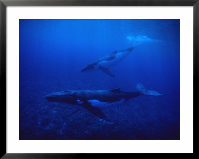 Humpback Whale, Mother And Calf, Polynesia by Gerard Soury Pricing Limited Edition Print image