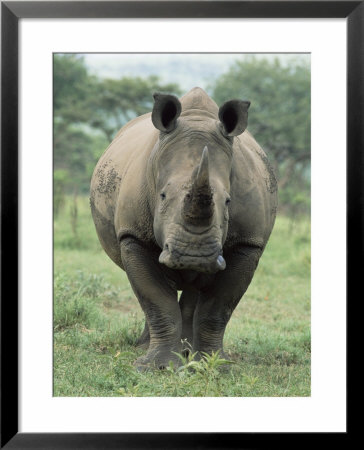 White Rhinoceros (Rhino), Ceratotherium Simum, Mkuze Nature Reserve, Kwazulu-Natal, South Africa by Ann & Steve Toon Pricing Limited Edition Print image