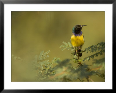 A Colorful African Sunbird Perched On An Acacia Tree by Roy Toft Pricing Limited Edition Print image