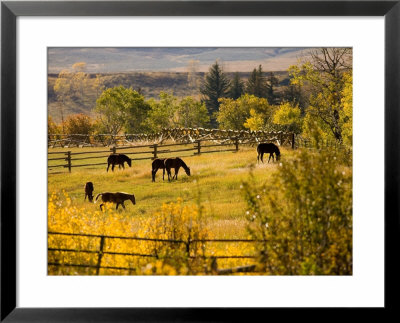 Horses Grazing In The Late Afternoon On The Home Ranch, Colorado by Michael S. Lewis Pricing Limited Edition Print image