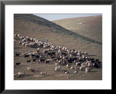 Sheep In The Judean Desert Outside Jerusalem, Israel by Richard Nowitz Pricing Limited Edition Print image