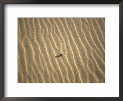 Beetle In Sand, Morocco by Michael Brown Pricing Limited Edition Print image