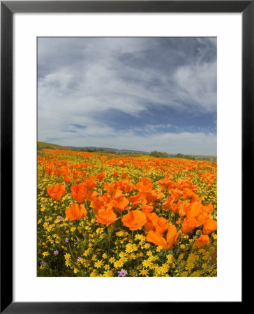 Road Through Poppies, Antelope Valley, California, Usa by Terry Eggers Pricing Limited Edition Print image