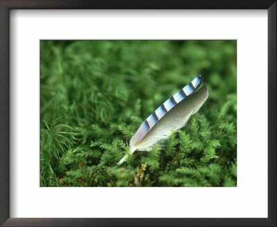 Jay Feather In Moss by Iain Sarjeant Pricing Limited Edition Print image