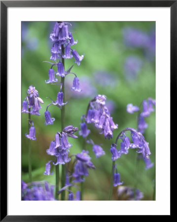 Bluebell, Shropshire, Uk by Ben Osborne Pricing Limited Edition Print image