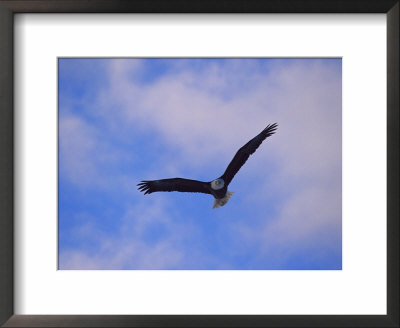 Bald Eagle In Flight by Norbert Rosing Pricing Limited Edition Print image