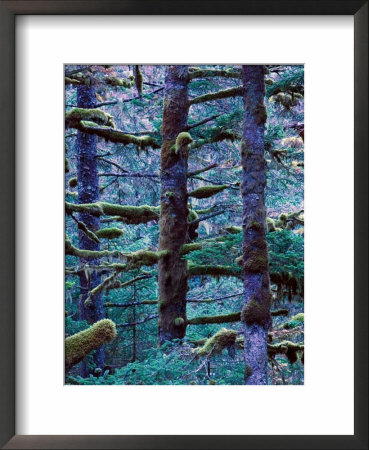 Pacifc Fir Trees And Moss, Fort Abercrombie State Historical Park, Kodiak Island, Alaska, Usa by Walter Bibikow Pricing Limited Edition Print image
