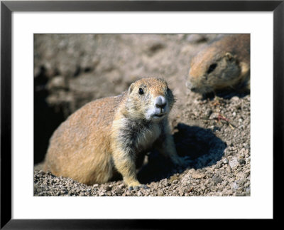 A Black-Tailed Prairie Dog - Badlands National Park, South Dakota, Usa by John Elk Iii Pricing Limited Edition Print image