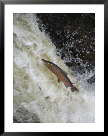 Atlantic Salmon, Cock Salmon With Changing Colour, Scotland by Keith Ringland Pricing Limited Edition Print image