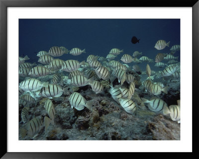 A School Of Multiband Butterfly Fish Swims In The Sea by Bill Curtsinger Pricing Limited Edition Print image