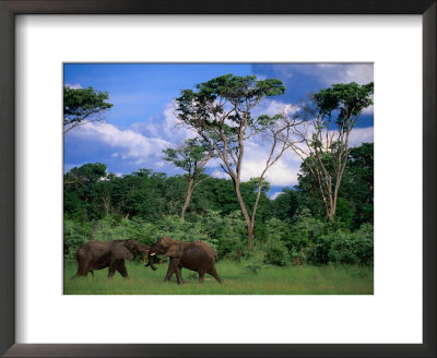Two Bull Elephants (Loxodonta Africana), Hwange National Park, Zimbabwe by Ariadne Van Zandbergen Pricing Limited Edition Print image