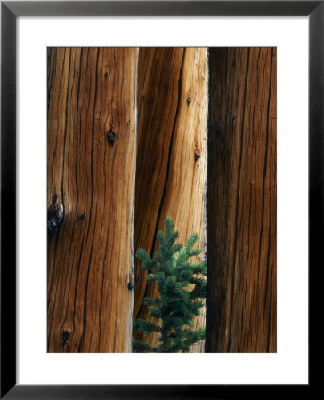 Young Engelmann Spruce Grows Between Spruce Snags, Fishlake National Forest, Utah, Usa by Scott T. Smith Pricing Limited Edition Print image