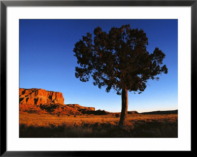 Pine Tree In Barren Land, New Mexico by Brimberg & Coulson Pricing Limited Edition Print image