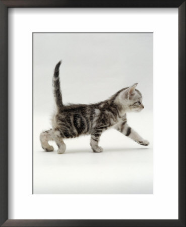 Domestic Cat, 3-Week, Silver Tabby Male Kitten by Jane Burton Pricing Limited Edition Print image