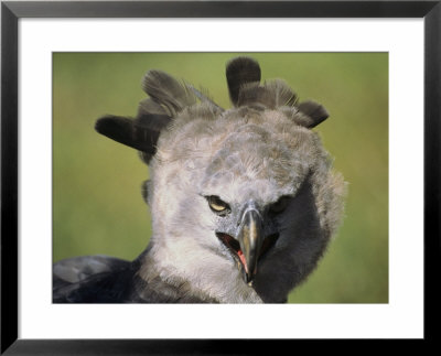 A Harpy Eagle Portrait by Ed George Pricing Limited Edition Print image