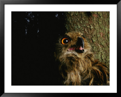 An Owl Sitting In A Tree by Mattias Klum Pricing Limited Edition Print image