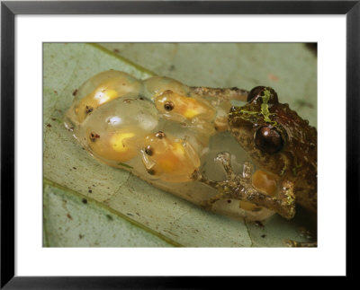 A Father Frog Guards His Clutch Of Hatching Froglets by George Grall Pricing Limited Edition Print image