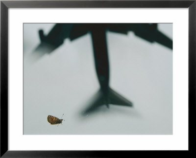 El Segundo Blue Butterfly by Joel Sartore Pricing Limited Edition Print image