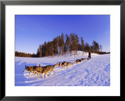 Driving A Dogsled With A Team Of 8 Siberian Huskies, Karelia, Finland, Europe by Louise Murray Pricing Limited Edition Print image