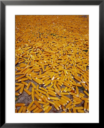 Corn Cobs Ripening On The Ground, Ilocos Sur, Philippines by John Pennock Pricing Limited Edition Print image