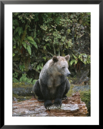 A Grizzly Bear Sow Sitting On A Decaying Log by Tom Murphy Pricing Limited Edition Print image