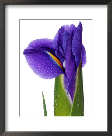 Iris (Blue Magic) Close-Up Of Opening Flower Out Of White Background by Susie Mccaffrey Pricing Limited Edition Print image