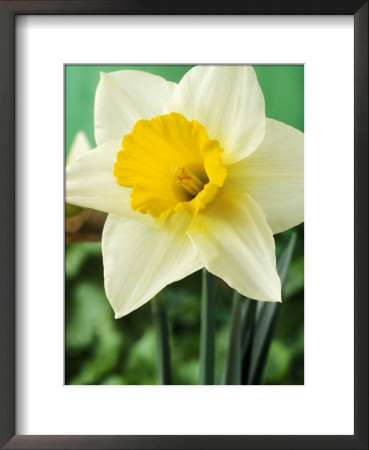 Narcissus, Willy Dunlop (Division 2 Large-Cupped Daffodil), White Flower & Yellow Trumpet, March by Chris Burrows Pricing Limited Edition Print image