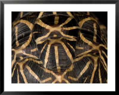 Indian Star Tortoise At The Sunset Zoo, Kansas by Joel Sartore Pricing Limited Edition Print image