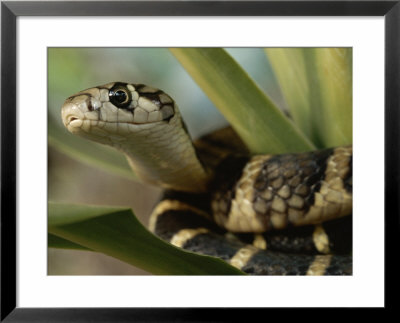 A Close View Of A King Cobra Coiled Around A Plant by Mattias Klum Pricing Limited Edition Print image