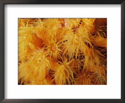 Polyps Cover A Coral by Nick Caloyianis Pricing Limited Edition Print image