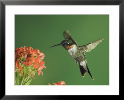 Ruby-Throated Hummingbird In Flight Feeding On Kalanchoe Flower, New Braunfels, Texas, Usa by Rolf Nussbaumer Pricing Limited Edition Print image