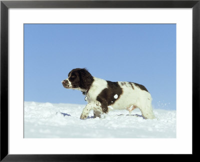 Springer Spaniel Puppy, (4 Months Old) Walking Through Deep Snow Feb, Scotland by Mark Hamblin Pricing Limited Edition Print image