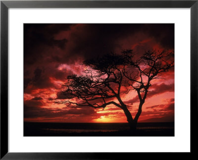 Silhouetted Tree At Sunset, Maui, Hawaii by Mick Roessler Pricing Limited Edition Print image