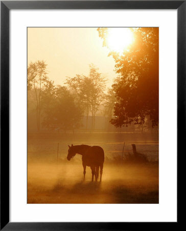 A Horse Stands In A Meadow In Early Morning Fog In Langenhagen Germany, Oct 17, 2006 by Kai-Uwe Knoth Pricing Limited Edition Print image