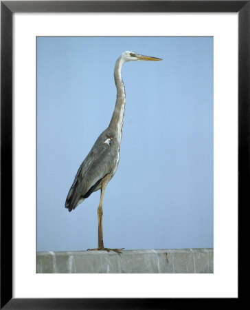 Wurdemans Heron Between Its Regular And White Phase by Klaus Nigge Pricing Limited Edition Print image