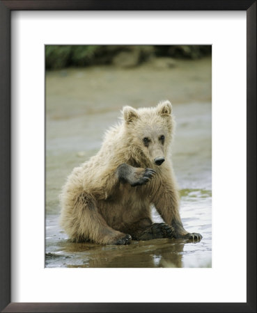 A Juvenile Alaskan Brown Bear Sits In The Mud by Roy Toft Pricing Limited Edition Print image