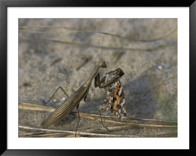 Praying Mantis Eating A Butterfly by Darlyne A. Murawski Pricing Limited Edition Print image