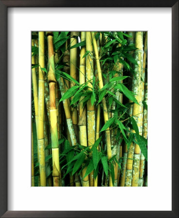 Bamboo, Sumatra by Mike Hill Pricing Limited Edition Print image
