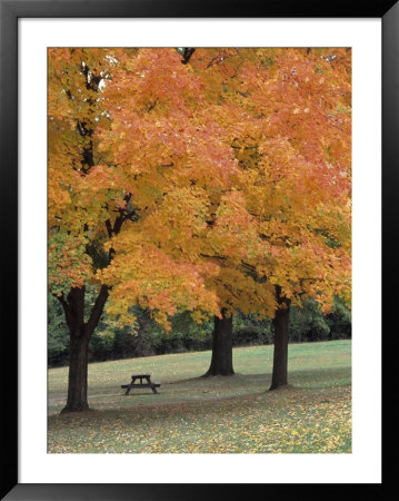 Picnic Table Under Autumn Trees by Charlie Borland Pricing Limited Edition Print image