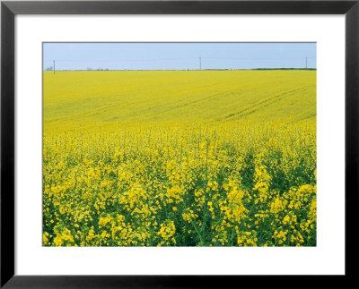 Field Of Brassica Napus (Rape) Seed, Bright Yellow Flowers by Mark Bolton Pricing Limited Edition Print image